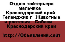 Отдаю тойтерьера мальчика - Краснодарский край, Геленджик г. Животные и растения » Собаки   . Краснодарский край